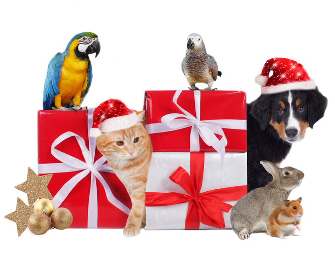 Holiday gifts for pets