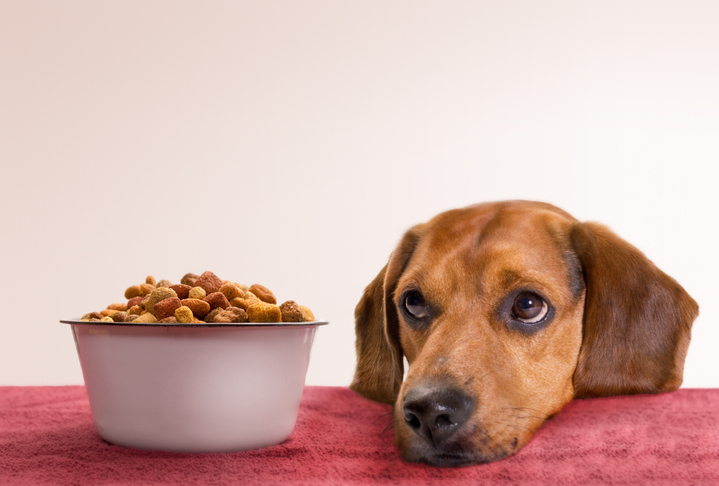 A dog looks longingly at a bowl of dog food