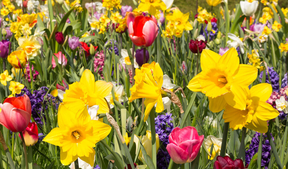 flowers of spring